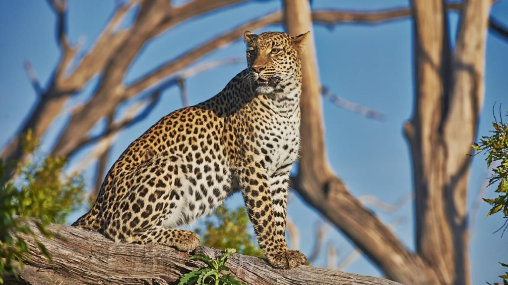 HEADER Safariromantik, Botswana 