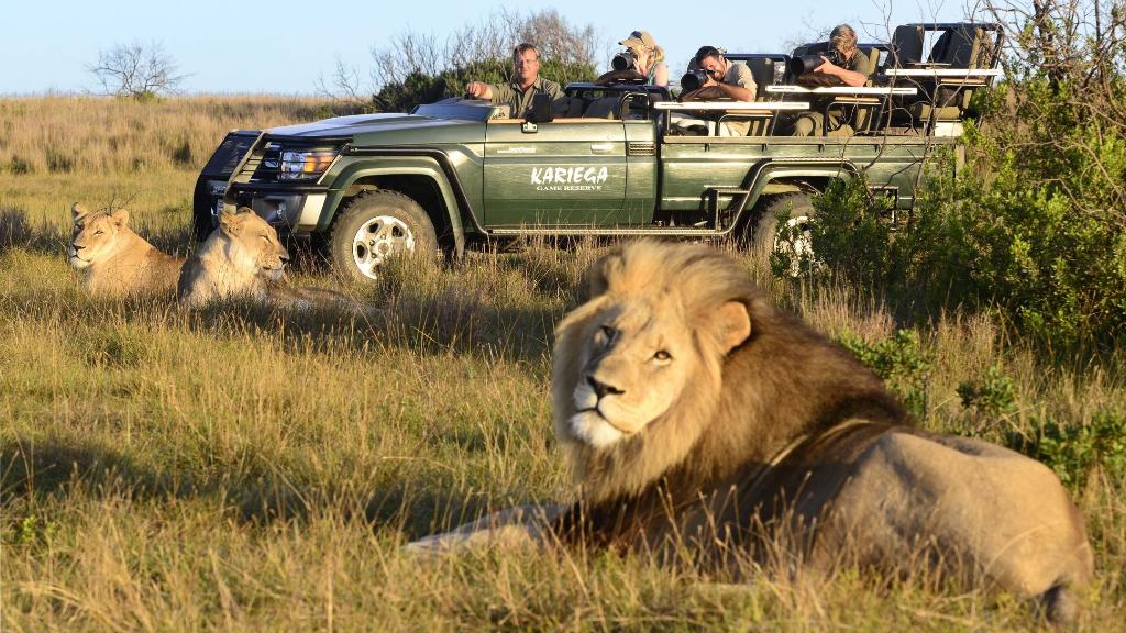 Löwen bei einer Wildbeobachtungsfahrt der Kariega River Lodge in Südafrika