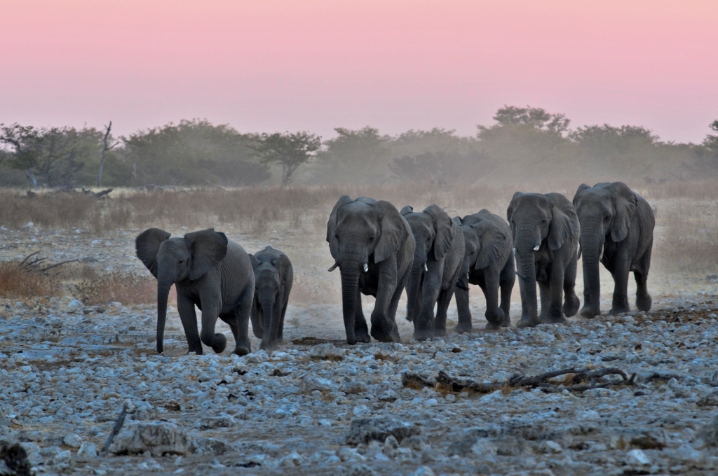 Elefantenherde im Etoscha 