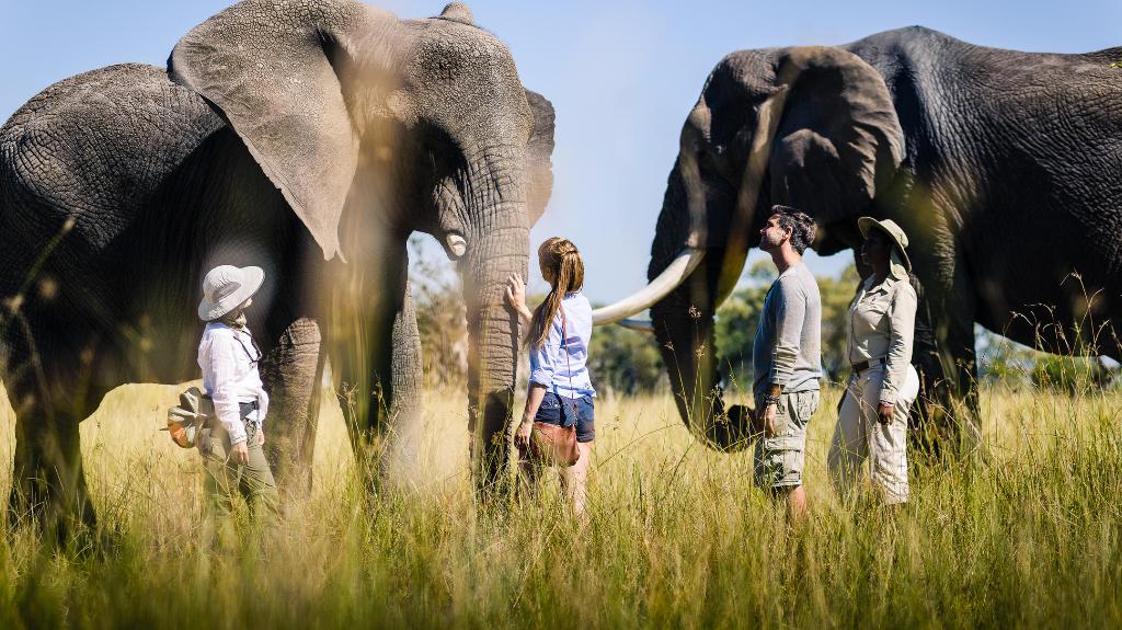 Elefanten im Sanctuary Stanleys Camp in Botswana | Abendsonne Afrika
