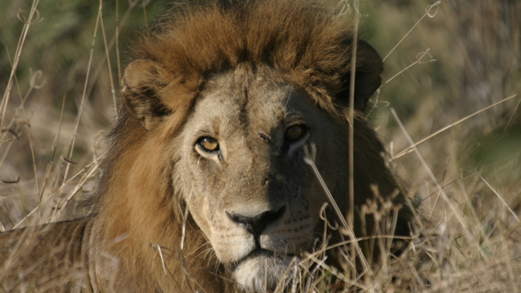 Löwe in Botswana | Abendsonne Afrika
