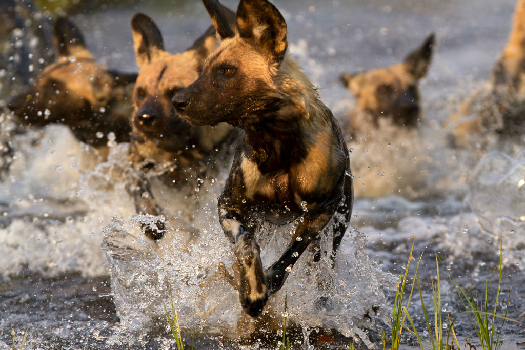 Letaka Khwai Wildhunde im Wasser
