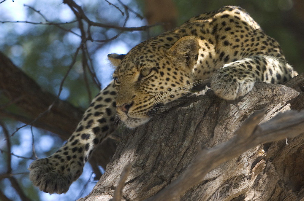 Okavango Expeditions Leopard