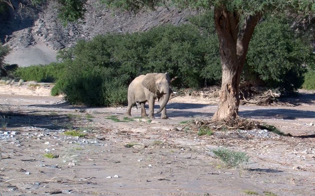 Ozondjou Trails Camp Elefant Namibia.jpg