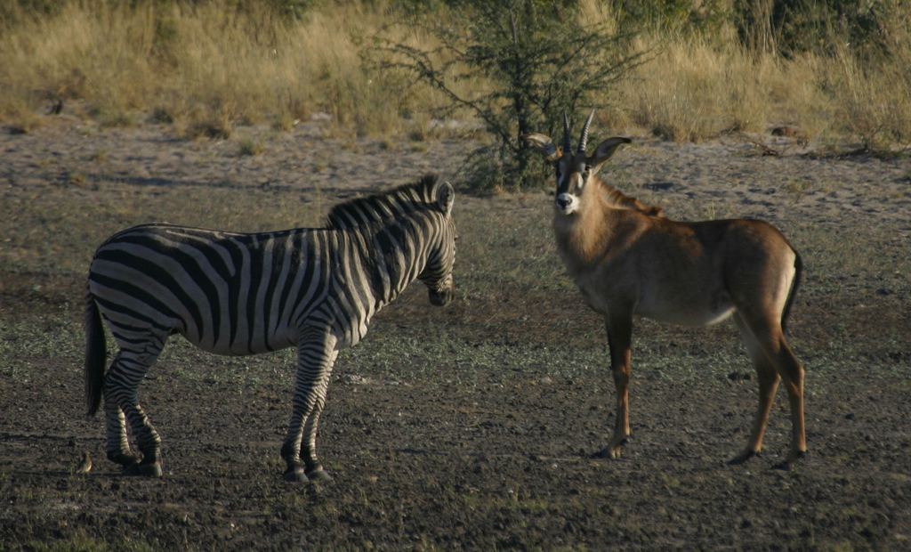 Bushways Zebra and Roan Mahango
