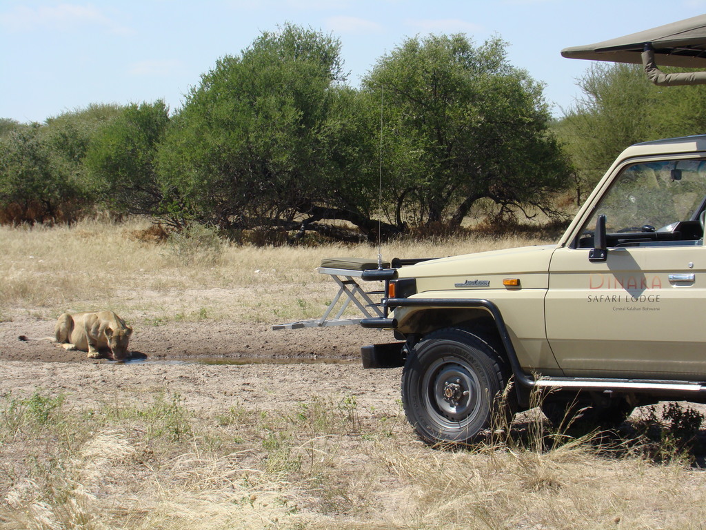 Löwe beim Trinken bei Wildbeobachtungsfahrt der Dinaka Safari Lodge in Botswana | Abendsonne Afrika