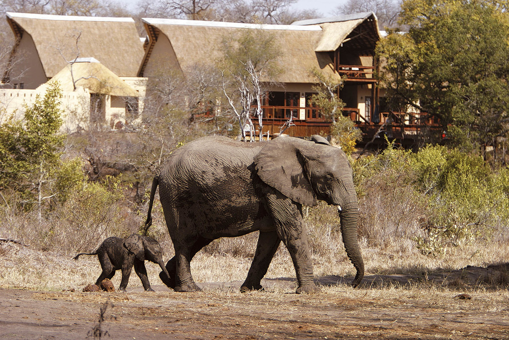 Elefanten bei der Elephant Plains Game Lodge in Südafrika | Abendsonne Afrika