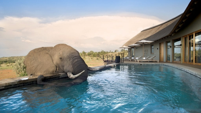 Elefant am Pool in der Mhondoro Game Lodgein Südafrika | Abendsonne Afrika