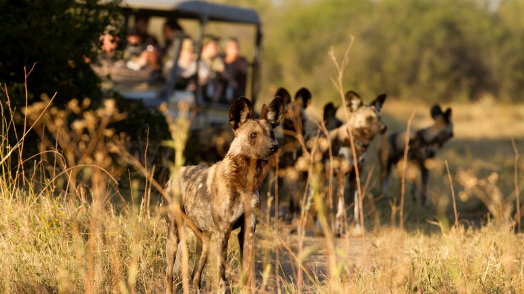 Wildhunde in Botswana | Abendsonne Afrika