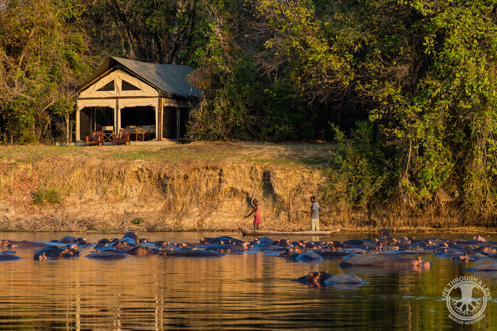 Flusspferde vor dem Luambe Camp in Sambia | Abendsonne Afrika