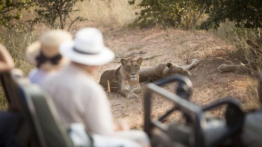 Safari im Kapama Wildschutzgebiet, Südafrika
