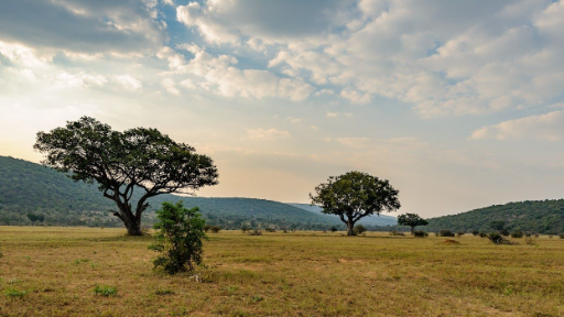 Selbstfahrerbaustein Südafrika - malariafreie Safari im Norden | Abendsonne Afrika