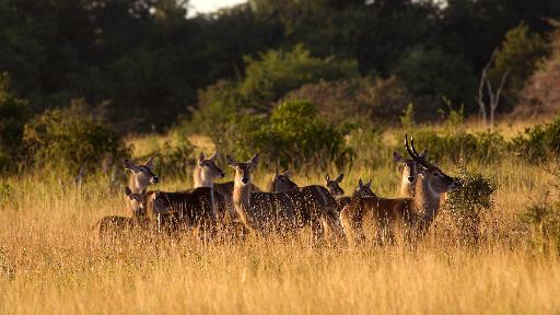 HEADER; Saadani National Park, Tansania