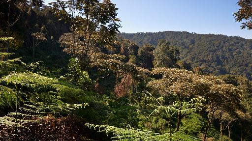 Nyungwe Forest Nationalpark, Ruanda