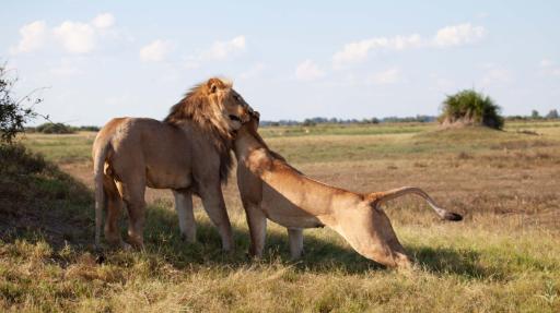 Safariromantik in Botswana - deutschsprachig | Abendsonne Afrika