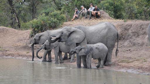 Elefanten im Klaserie Wildschutzgebiet, Südafrika