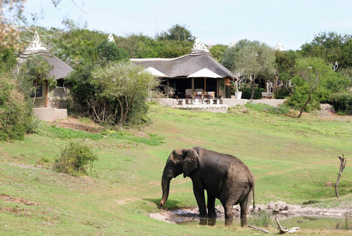 Amakhala Safari Lodge | Abendsonne Afrika