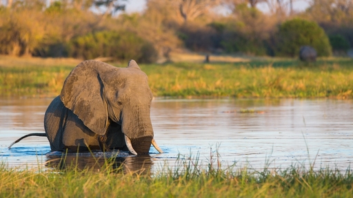 Botswana Rhino Trail | Abendsonne Afrika