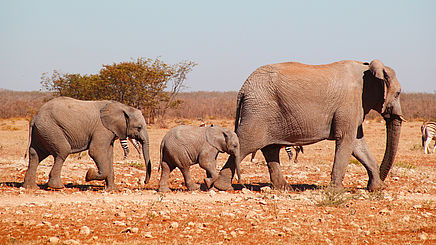 Elefantenfamilie im Etosha Nationalpark, Namibia | Abendsonne Afrika