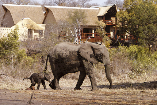 Elephant Plains Game Lodge | Abendsonne Afrika