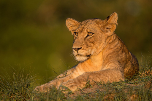 Ila Safari Lodge | Abendsonne Afrika