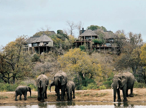 Elefanten bei der Leopard Hills Lodge in Südafrika | Abendsonne Afrika 
