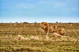 Löwen Serengeti Tansania.jpg