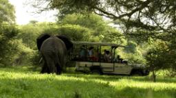 Elefant bei einer Wildbeobachtungsfahrt des Jongomero Camps in Tansania | Abendsonne Afrika