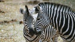 Zwei Zebras im Moremi Wildschutzgebiet in Botswana | Abendsonne Afrika
