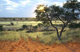 Kalahari landschaft Wandrereise