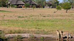 GEparden bei der Nkorho Bush Lodge in Südafrika | Abendsonne Afrika