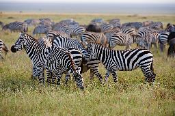 Serengeti Zebras Tansania