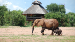 Elefant mit Jungem beim Rhino Safari Camp in Simbabwe | Abendsonne Afrika 