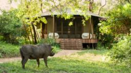 Warzenschwein beim andBeyond Ngala Tented Camp in Südafrika | Abendsonne Afrika