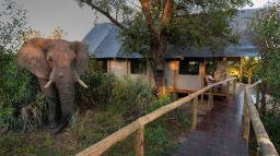Elefantenbesuch im Chitabe Lediba Camp in Botswana | Abendsonne Afrika