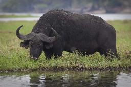 Botswana Büffel