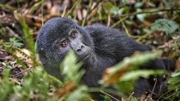 Gorilla in Uganda | Abendsonne Afrika