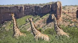 Giraffen in der Vingerklip Lodge in Namibia | Abendsonne Afrika