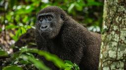 Header Flachlandgorillas im Kongo | Abendsonne Afrika