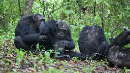Chimpansen im Mahale Mountains Nationalpark in Tansania | Abendsonne Afrika