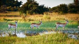 HEADER Safariromantik in Botswana | Abendsonne Afrika
