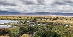 Ngorongoro Krater Tansania Tiere.jpg