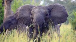 Elefant, Semliki Safari Lodge in Uganda | Abendsonne Afrika