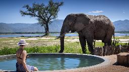 Pool und Elefant im Nyamatusi Camp in Simbabwe | Abendsonne Afrika