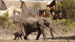 Elefanten bei der Elephant Plains Game Lodge in Südafrika | Abendsonne Afrika