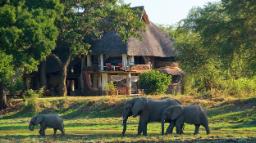 Elefanten vor dem Luangwa Safari House in Sambia | Abendsonne Afrika