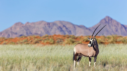 HEADER Oryx beim Wolwedans Dune Camp in Namibia | Abendsonne Afrika