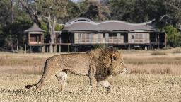Löwe vor der Xigera Safari Lodge in Botswana | Abendsonne Afrika