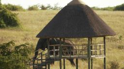 Tierbeobachtung des Kasenyi Camp in Uganda | Abendsonne Afrika