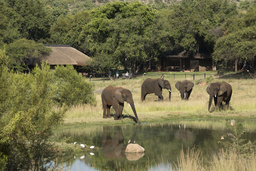 Elefanten am Wasserloch der Bakubung Bush Lodge in Südafrika | Abendsonne Afrika 